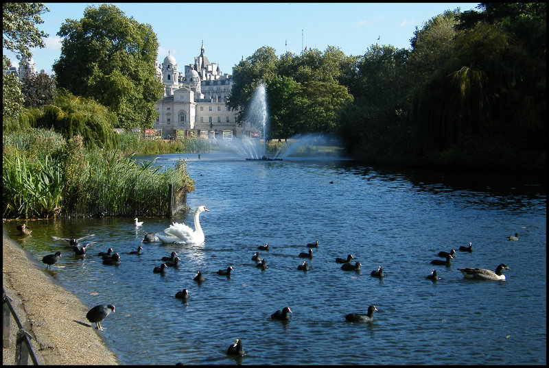 swan lake