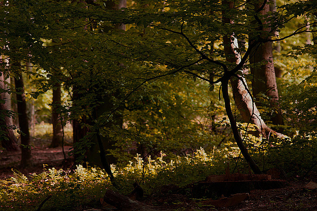 20110503 1821RTfw Kalletal Licht und Schatten