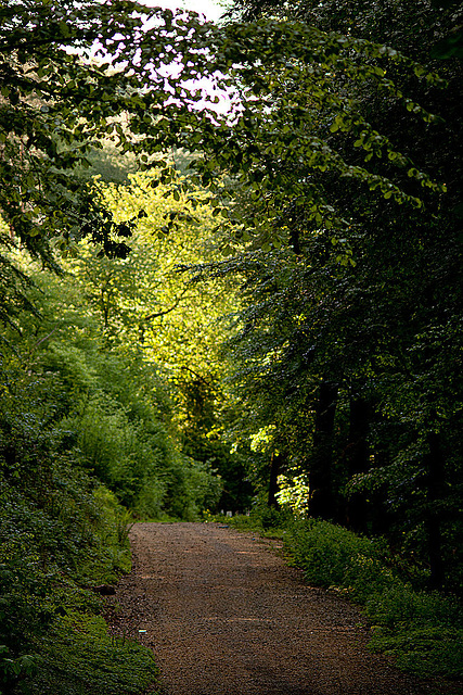 20110503 1807RTfw Kalletal Weg zum Licht