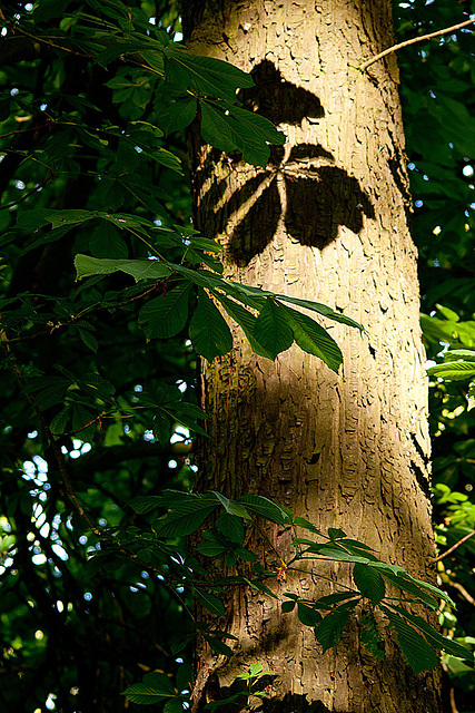 20110503 1805RTfw Licht und Schatten