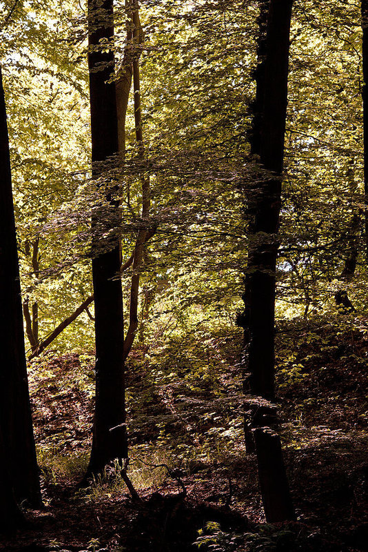 20110503 1802RTfw Kalletal Licht und Schatten