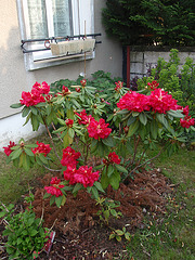 rhododendron P4271411