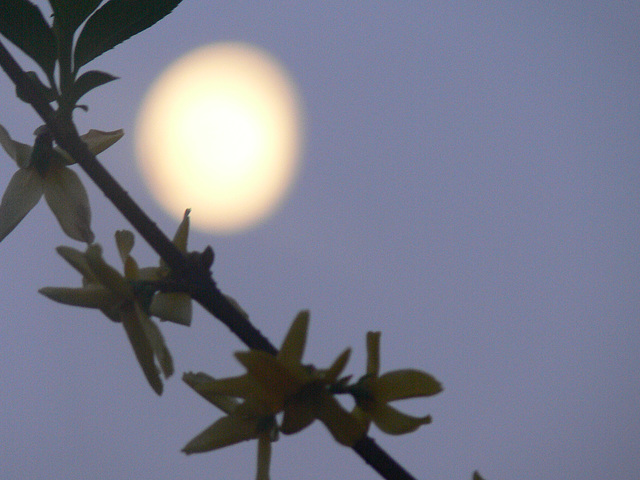 Mond am frühen Morgen