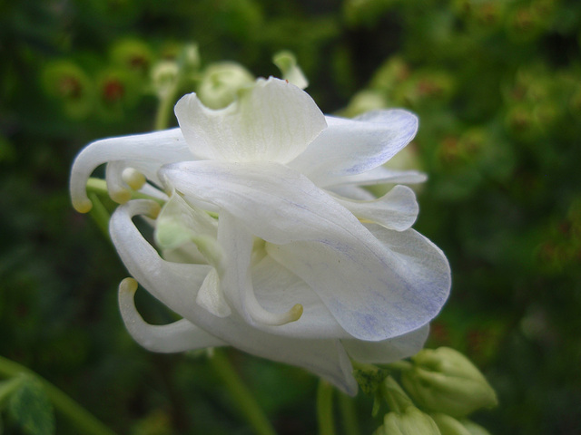 ancolie P4271418
