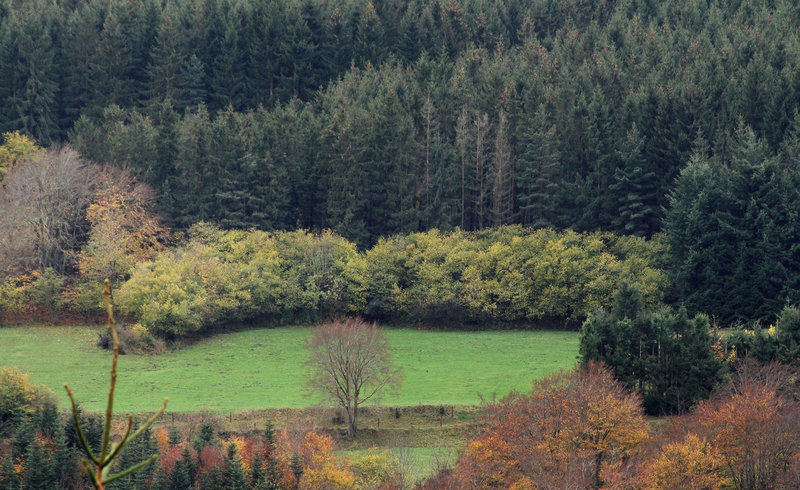 Lisière de Noisetiers  (2)