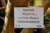 stelmagnolio