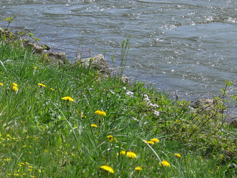 Frühling an der Donau