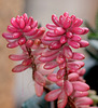 Sedum rubrotinctum var. rosea