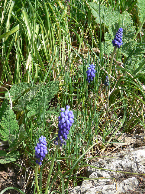 in freier Natur