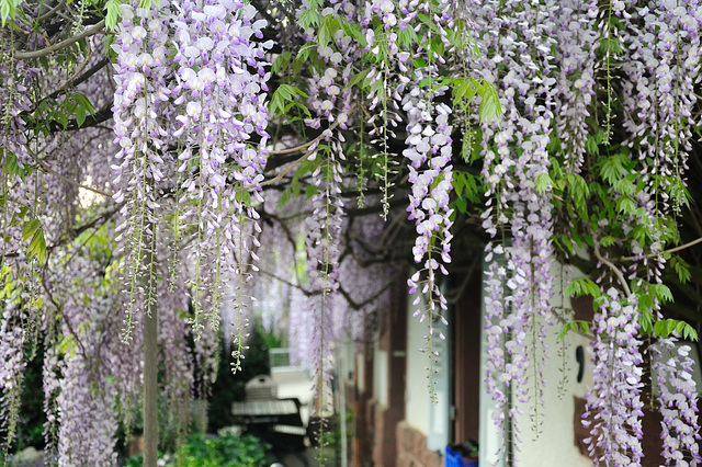 Mehr Blüten