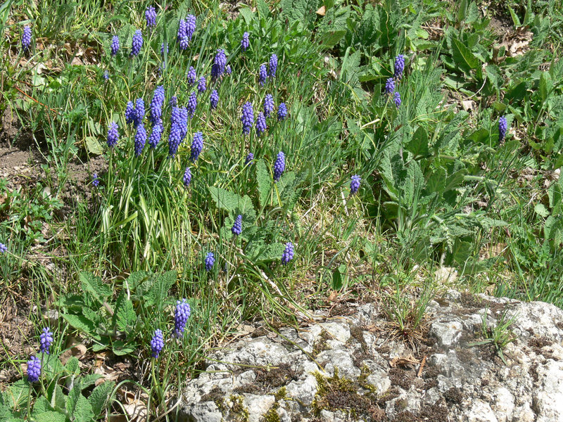 Traubenhyazinthen in freier Natur