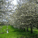 Kirschbäume -  cerisiers - cherry trees