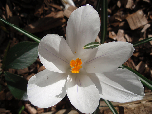 crocus P3250856