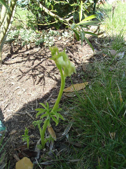 dicentra spectabilis 'alba' P3250855