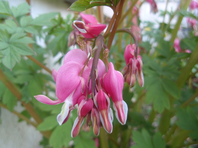 dicentra spectabilis P3250848