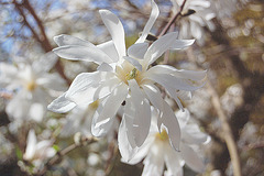 stelomagnolia florado