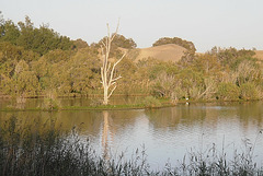 Maspalomas