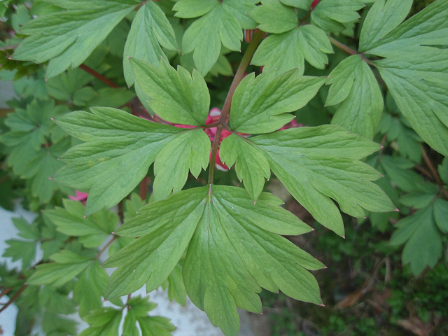 dicentra spectabilis P3250849