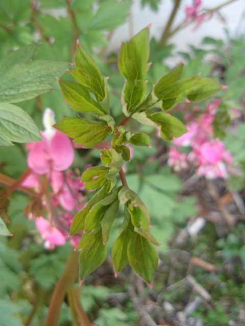 dicentra spectabilis P3250852