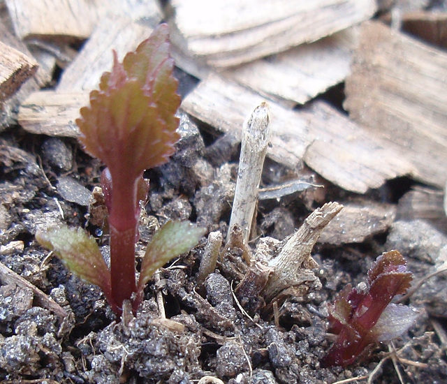 Eupatorium rugosum Chocolate P3250860-2