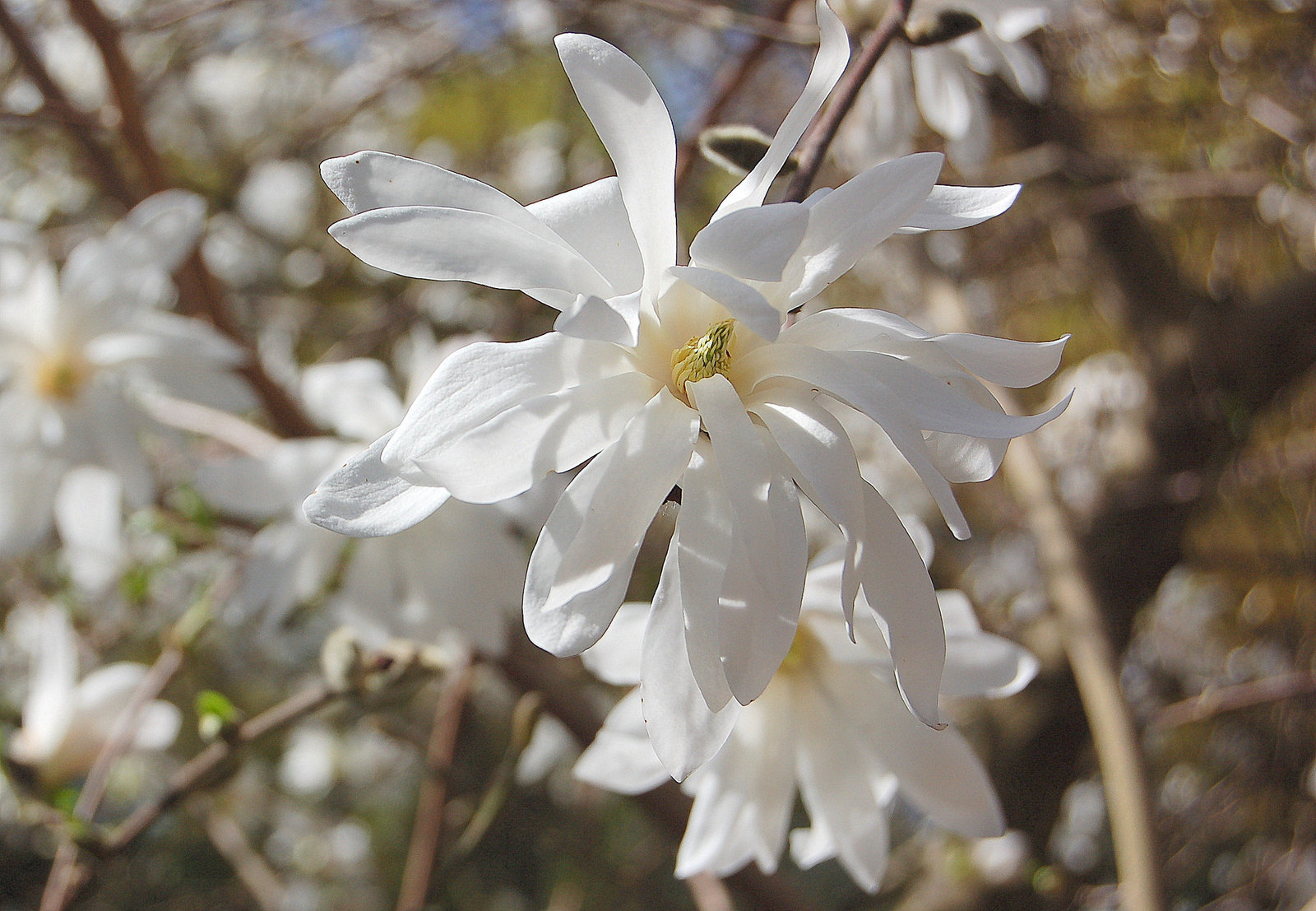 stelomagnolia florado