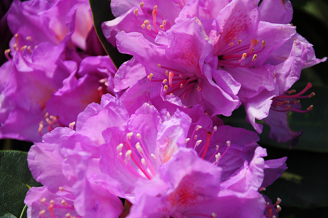 Rhododendron