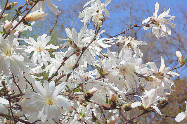 stelmagnolia florado antaŭ blua ĉielo