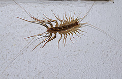 Scutigère véloce- Scutigera coleoptrata (2)