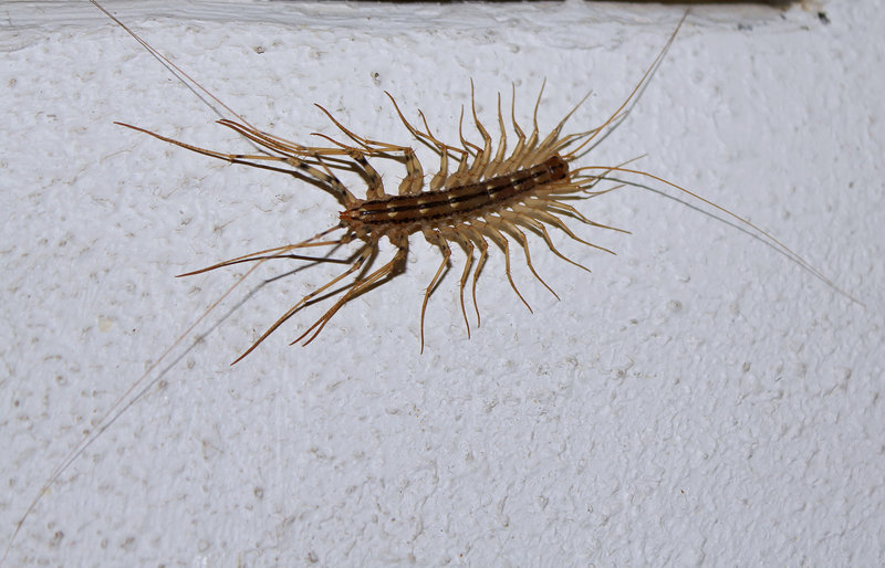 Scutigère véloce- Scutigera coleoptrata (2)