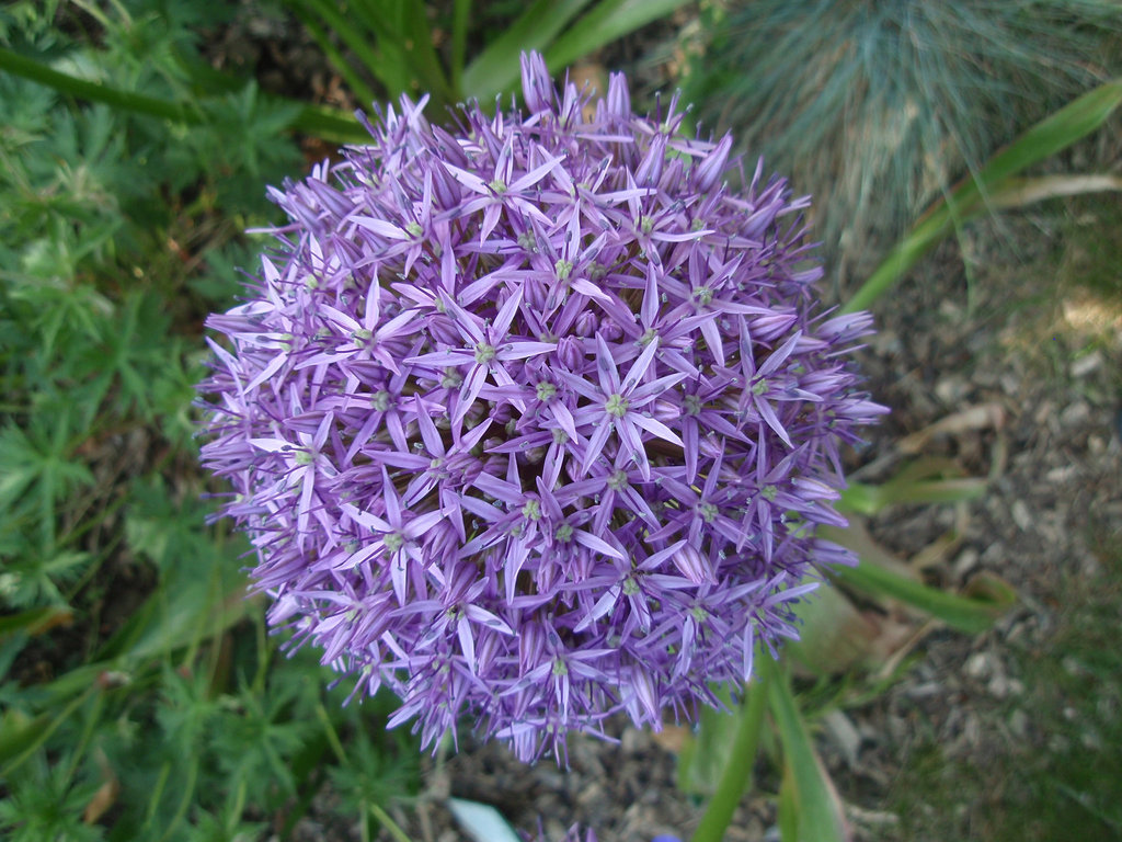 allium giganteum P5081649