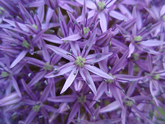 allium giganteum P5081650