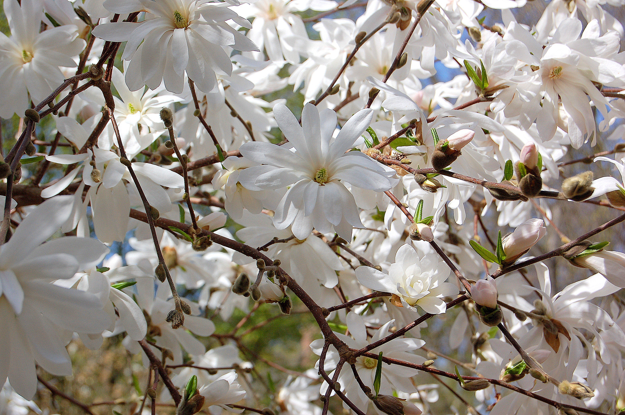 flordiboĉo