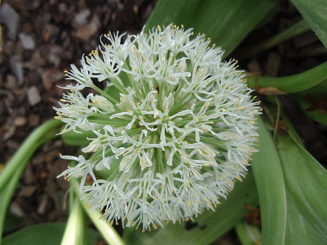 allium 'ivory queen' P5081664