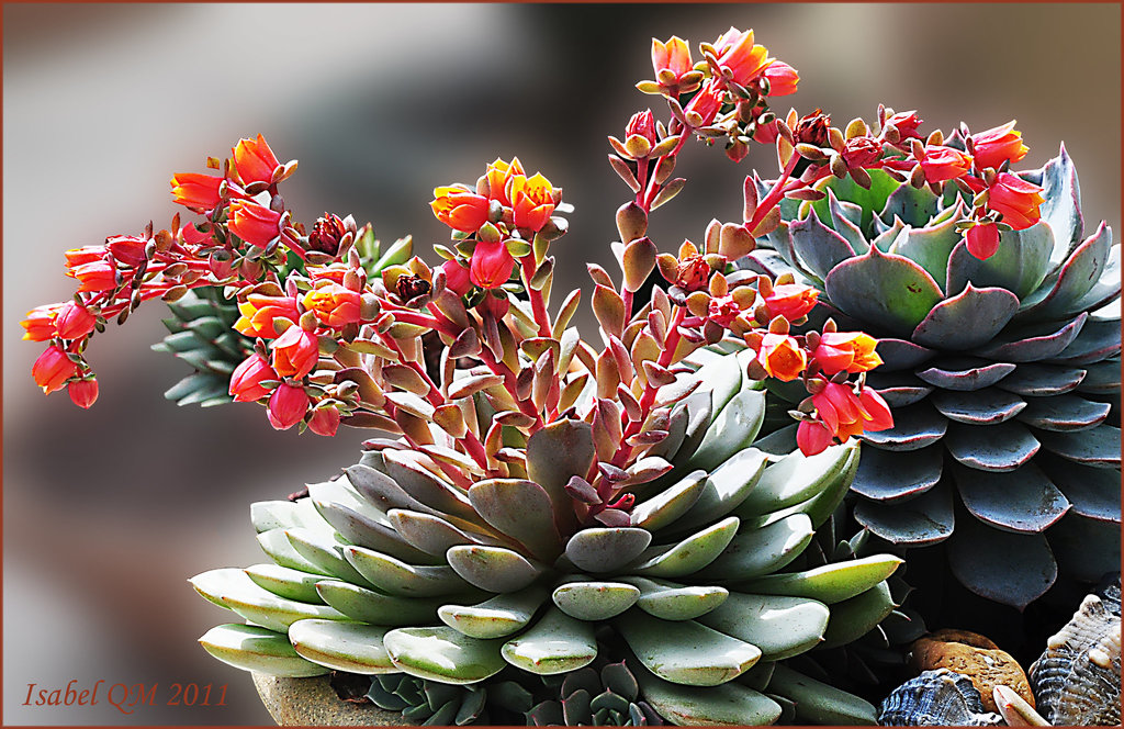Echeveria elegans