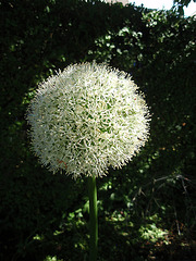 allium 'white giant' P5081661