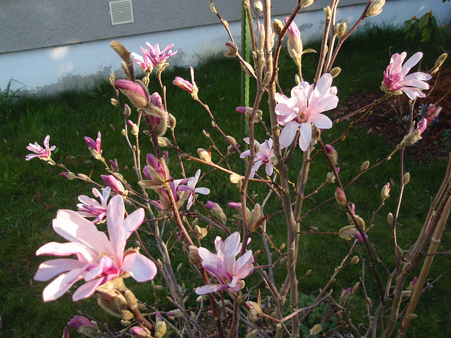 magnolia loebneri 'léonard messel' P3210845