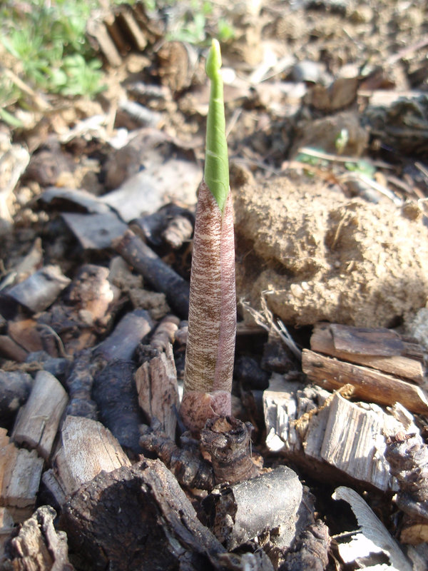 dracunculus vulgaris P3250873