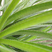 fascicularia bicolor P5081606