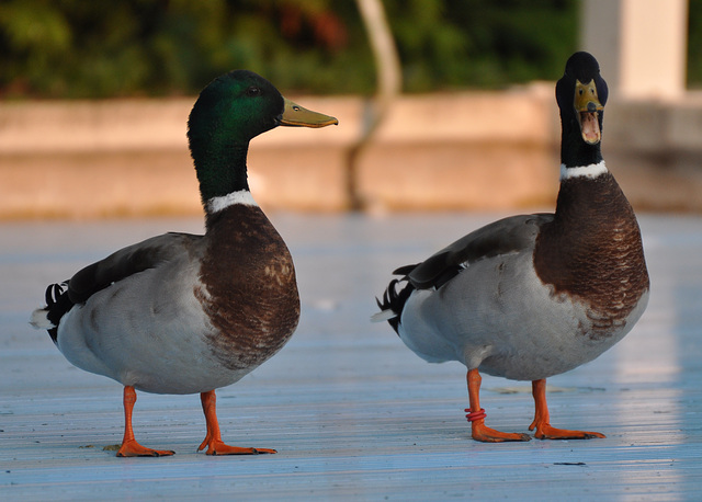 CANARDS