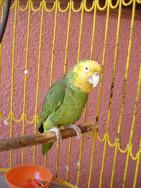 Puerto Angel, Oaxaca. Mexique / 15 janvier 2011.