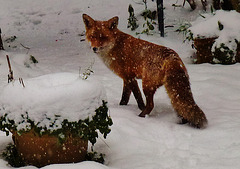 foxes in the snow