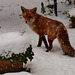 foxes in the snow