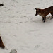 foxes in the snow