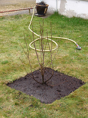 magnolia loebnéri 'léonard messel' P3140179