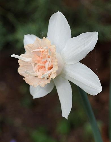 Narcisse 'Petit four'