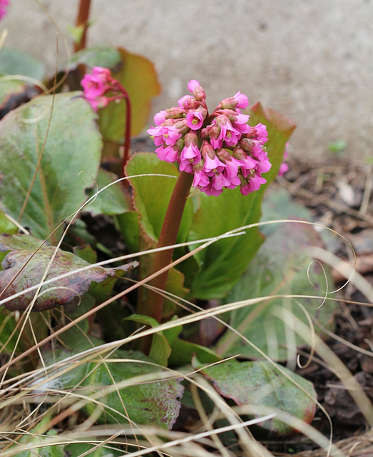 Bergenia rose praline