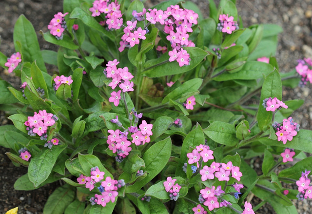 Myosotis roses