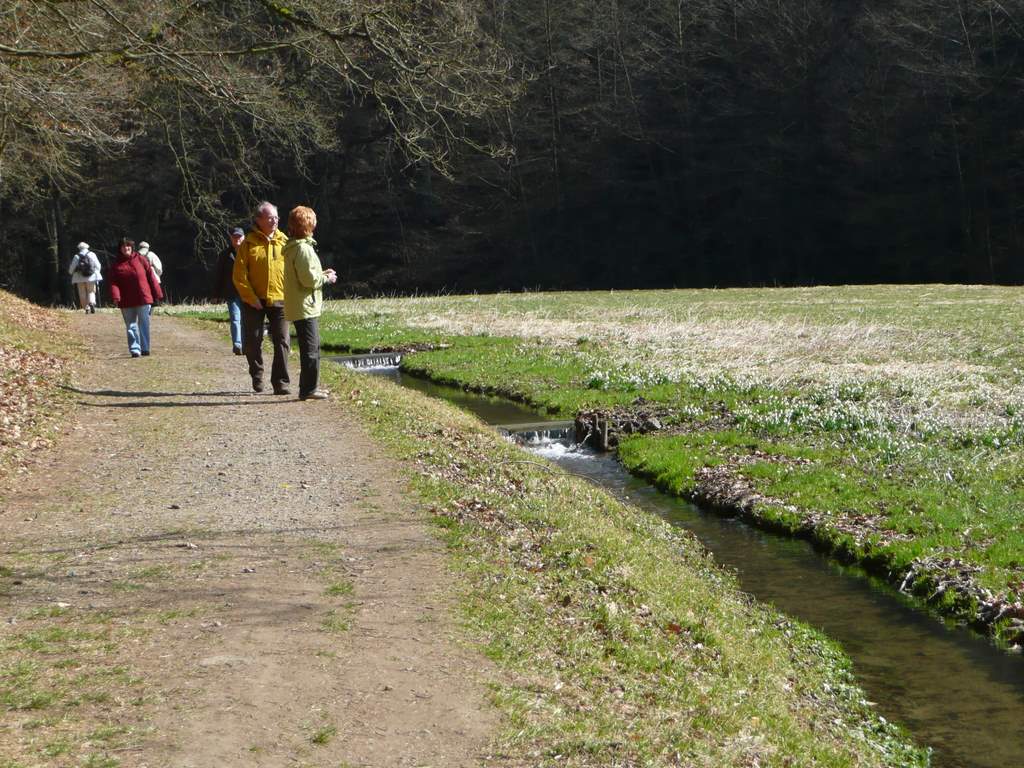 Märzenbecherblüte im Polenztal - 2011