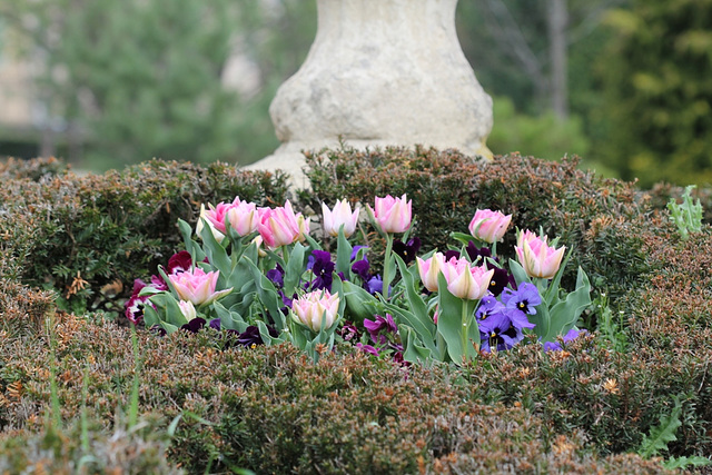 jolies tulipes roses