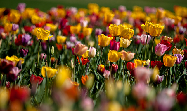 frühling!